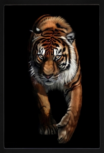 PIPILIKA® Home Decor | UV Laminated | Beautiful Portrait Painting Picture of TIGER - With Framing | SIZE: 13.5 inch X 19.5 inch | 1 Inch Framing | Wall Decor Painting | Art:-198175