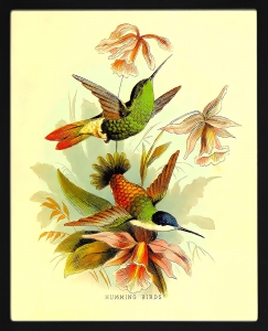 PIPILIKA® Home Decor | UV Laminated | LOVE - Wonderful Painting Picture of Lovely Hummingbirds - With Framing | SIZE: 13.5 inch X 16.5 inch | 1 Inch Framing | Wall Decor Painting | Birds | Art:-198188